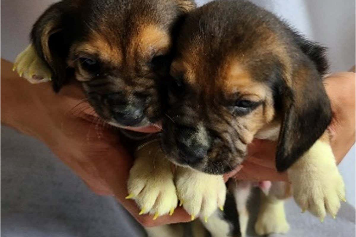 Two beagle puppies
