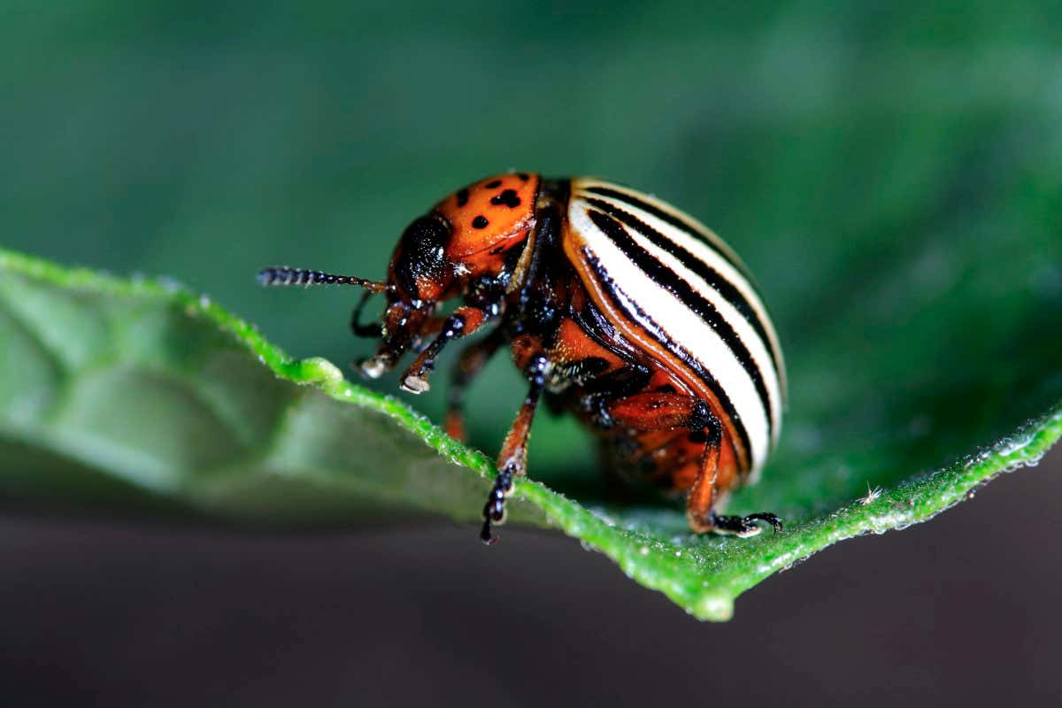Colorado potato beetle
