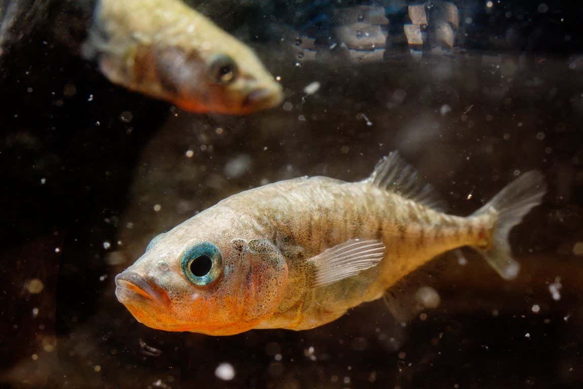 Male three-spined sticklebacks