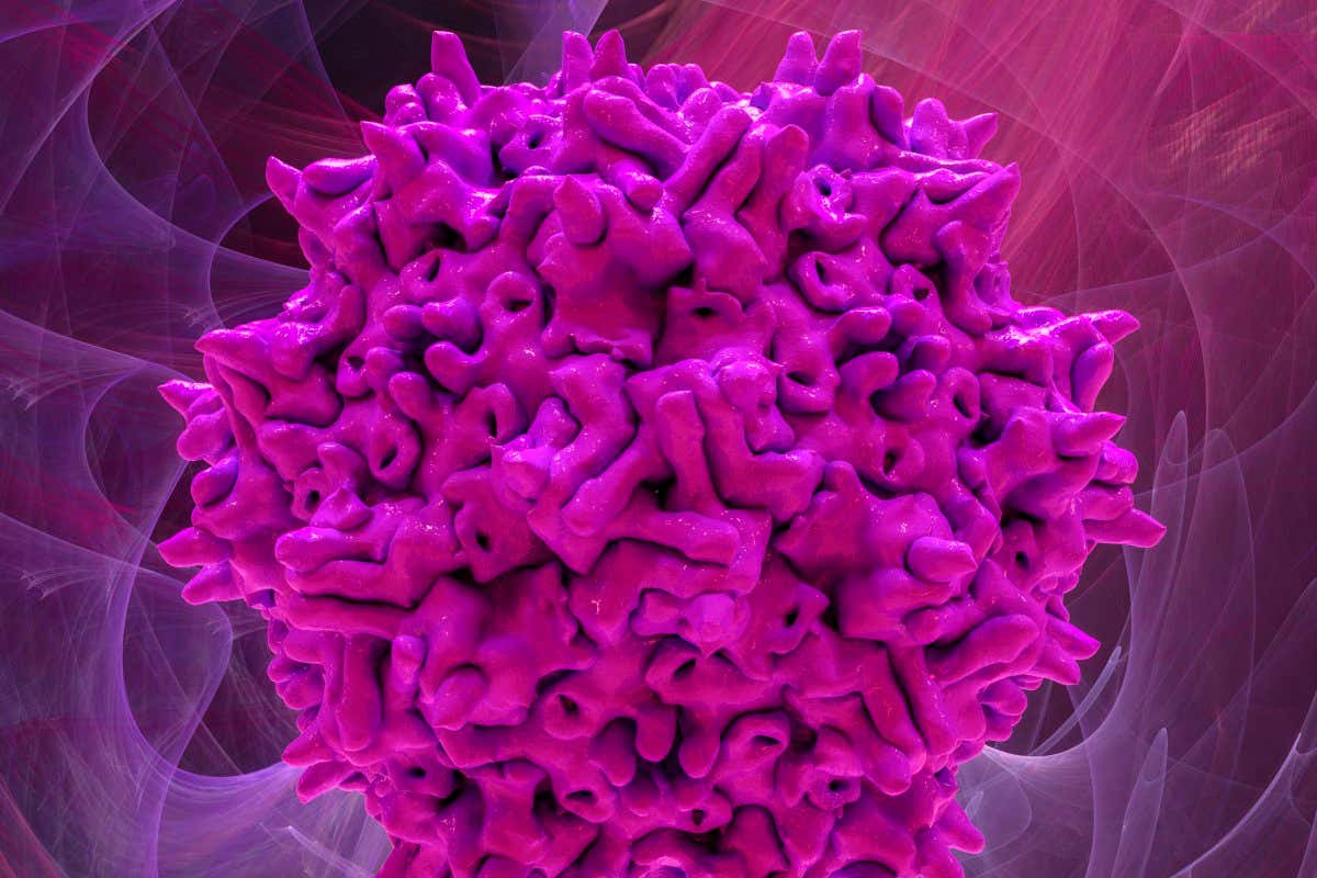 An adeno-associated virus 2 capsid