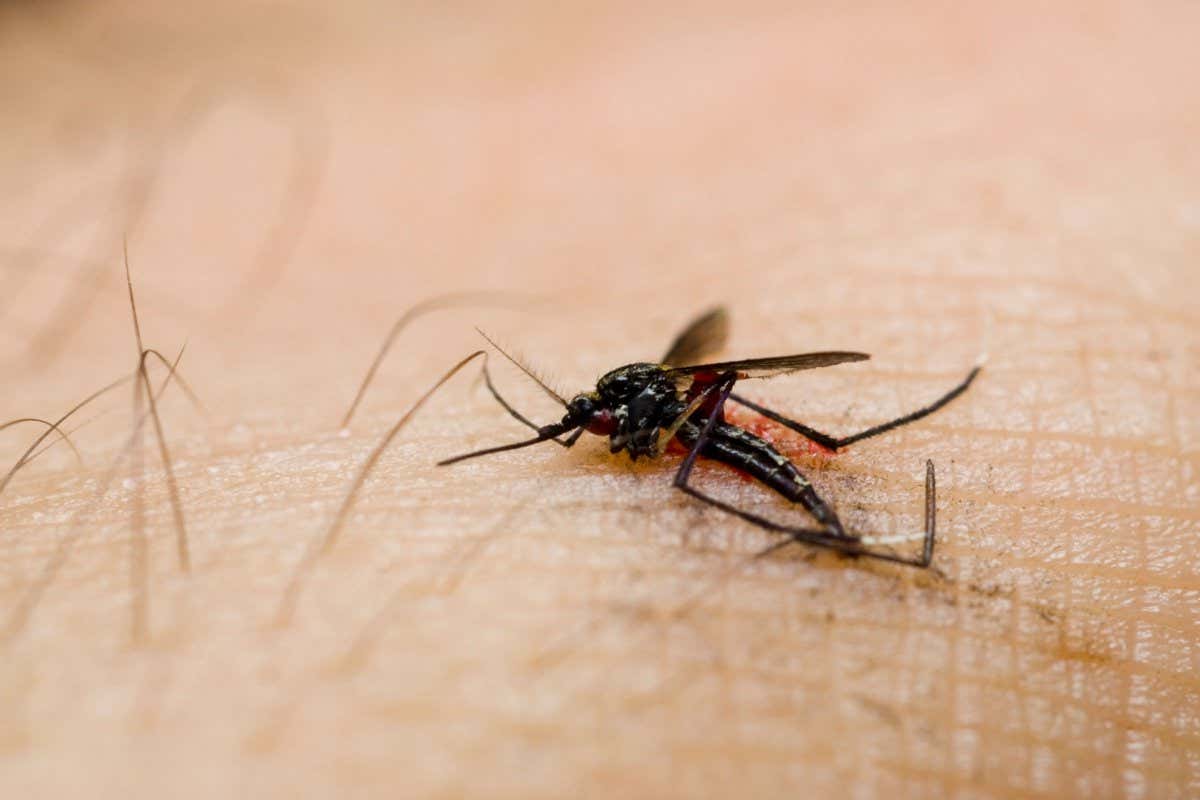 Swatted dead mosquito