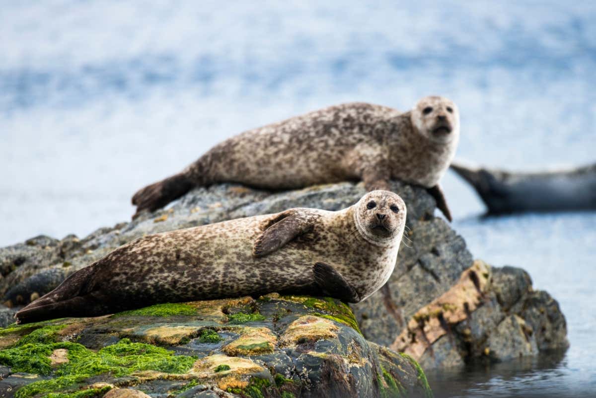 Common seals (Phoca vitulina) resting on shoreline rocks, Yell, Shetland Islands, Scotland.