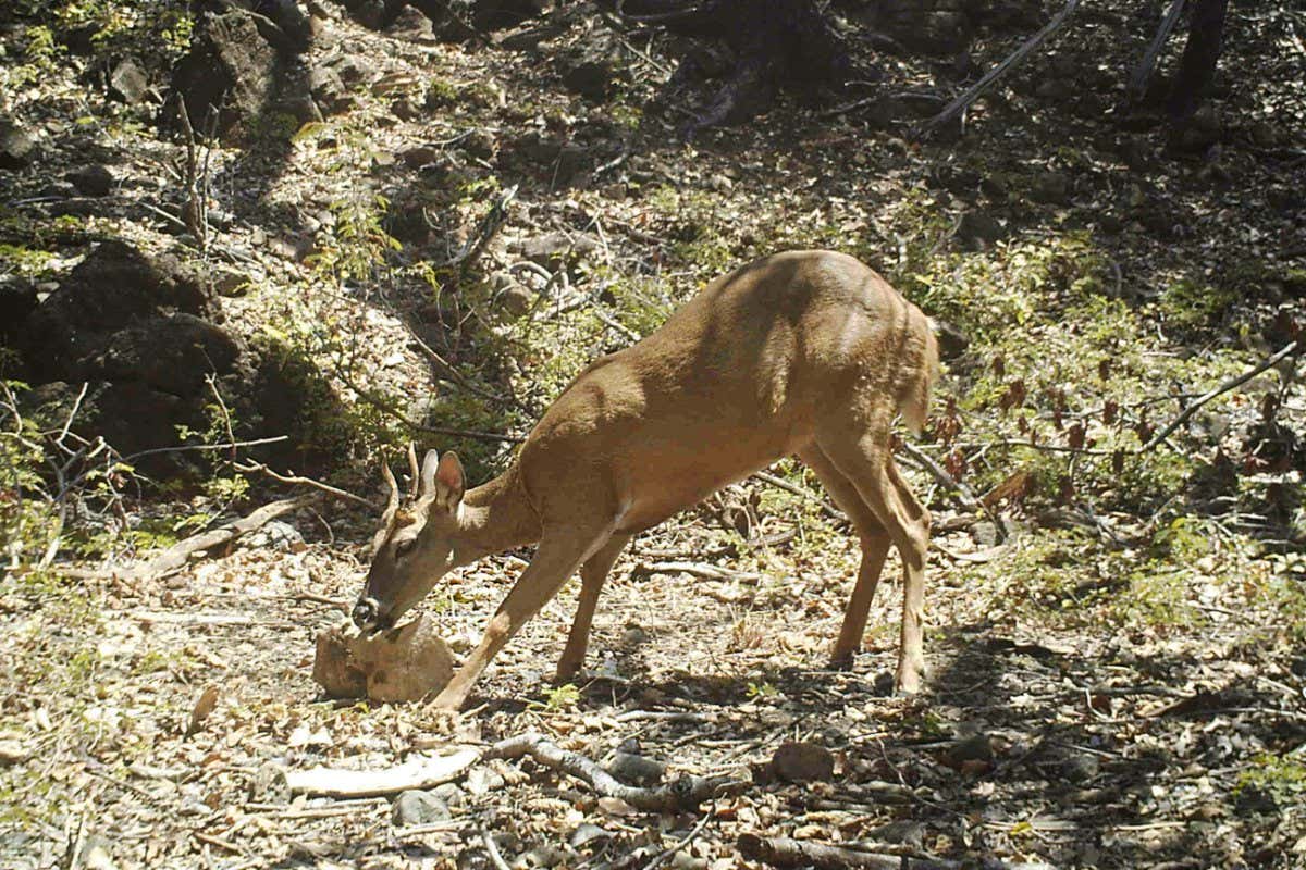 A white-tailed deer munches on a sea turtle bone