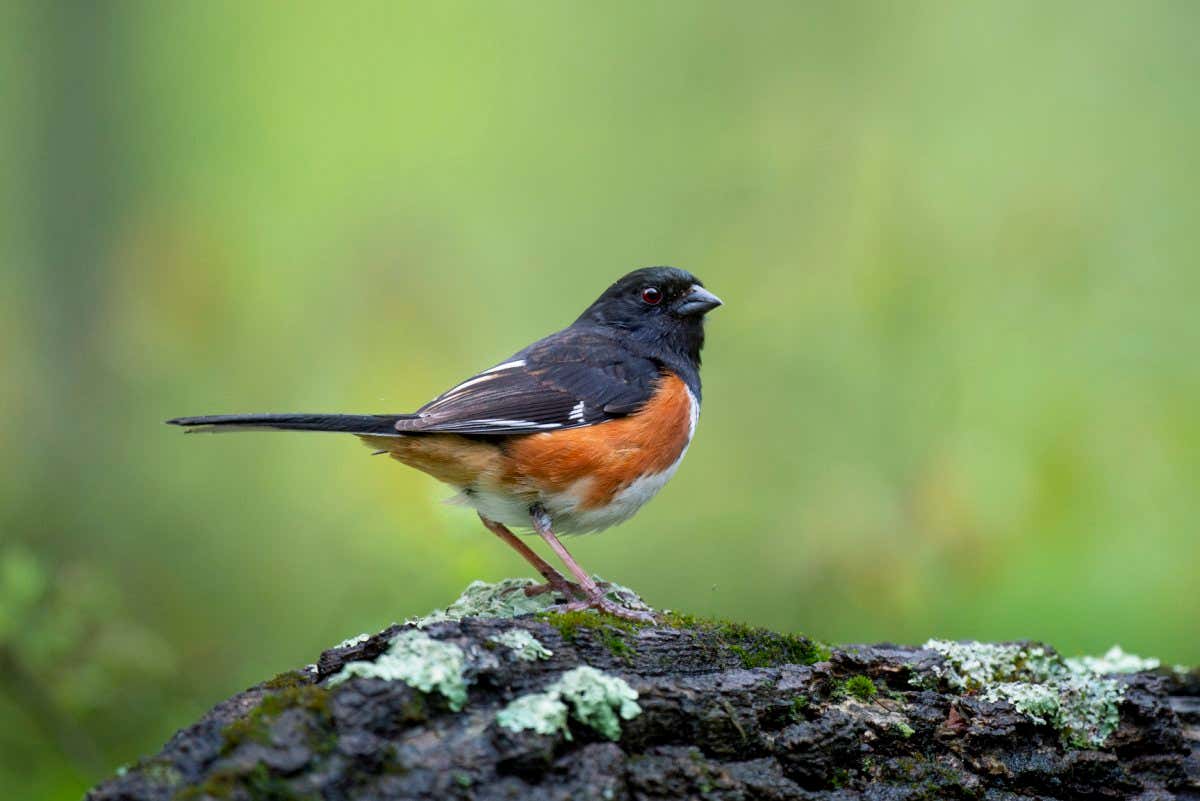 An Eastern Towhee perched on a textured log in the open with a smooth green background.