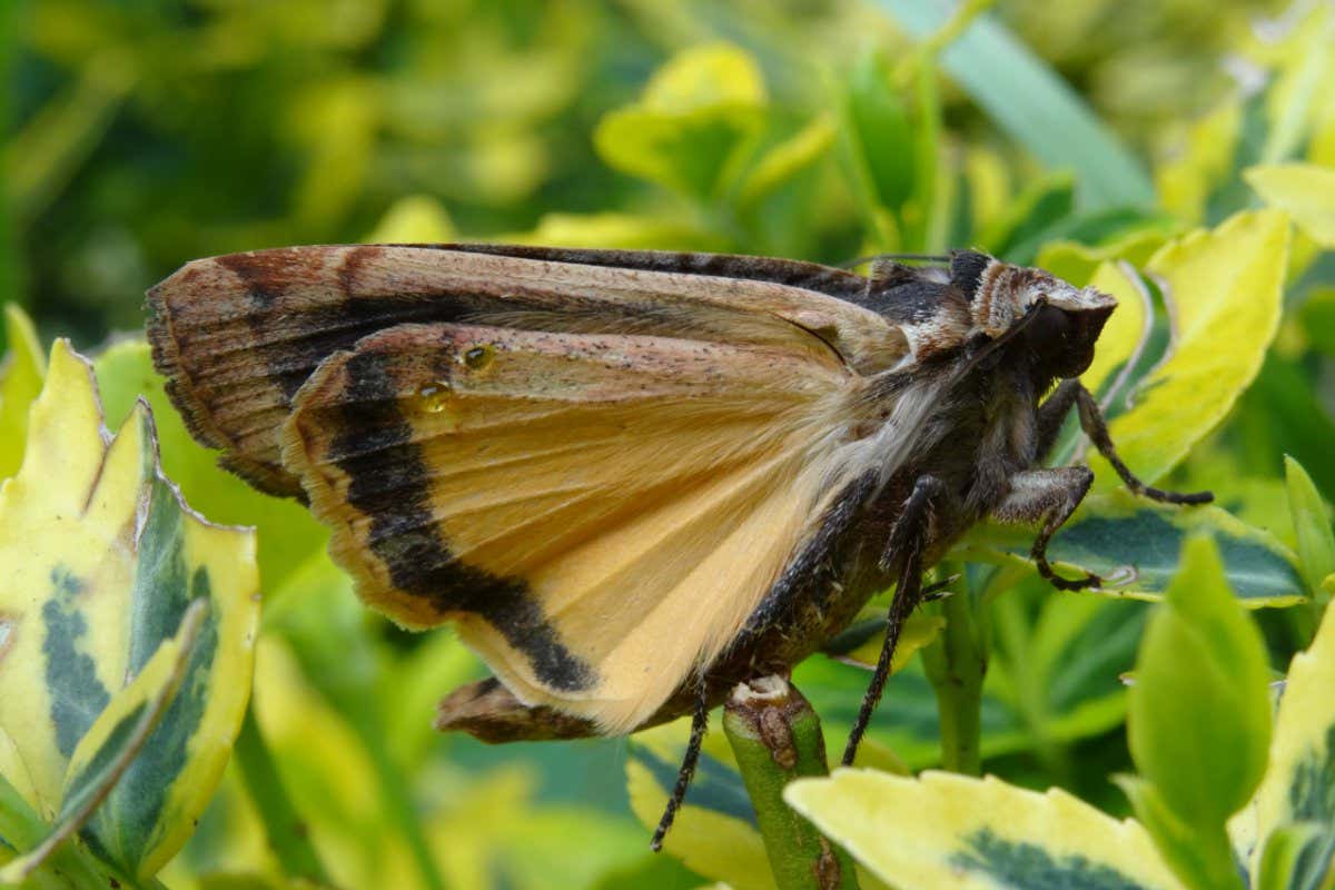The large yellow underwing (Noctua pronuba)