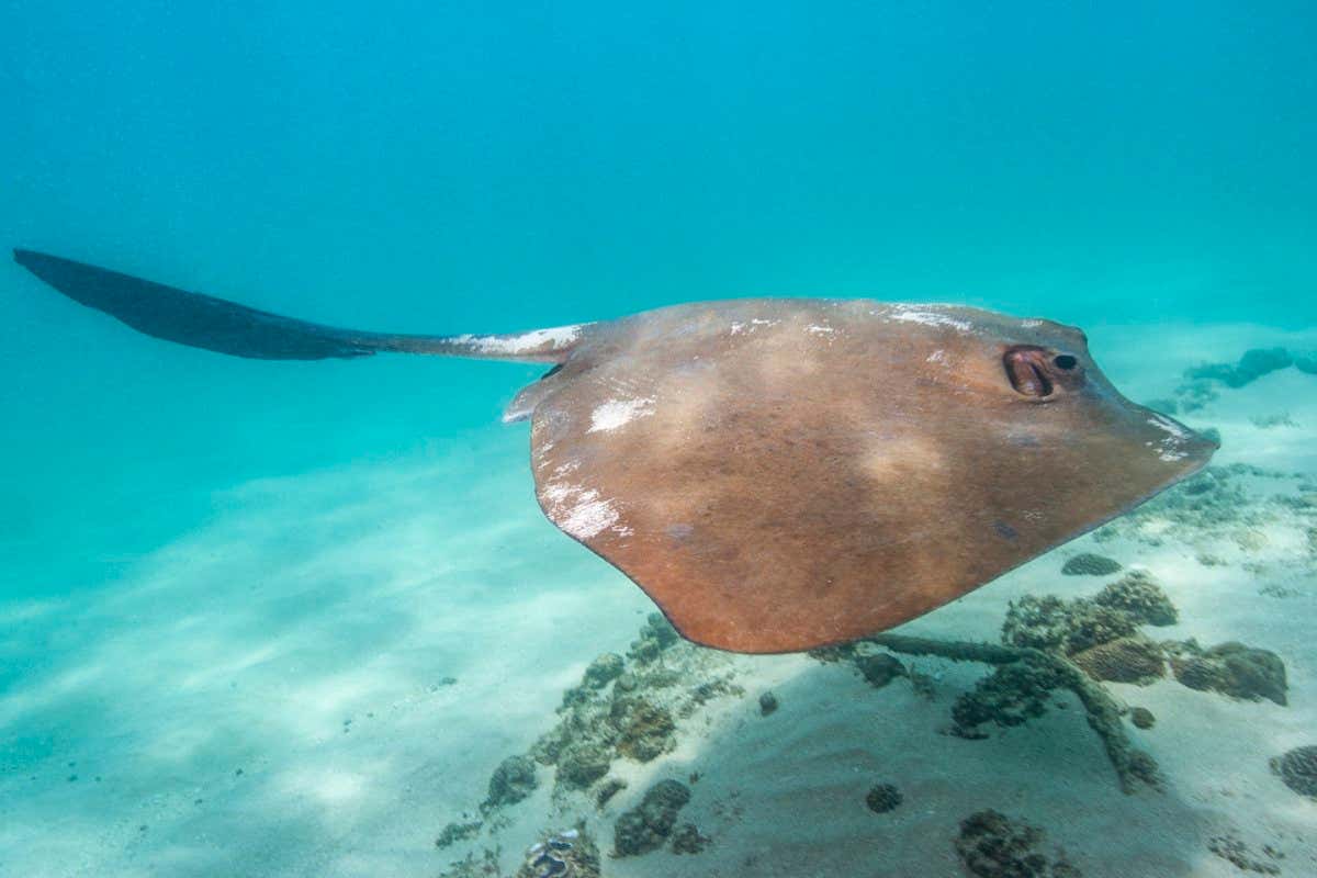 A broad cowtail stingray (Pastinachus ater)
