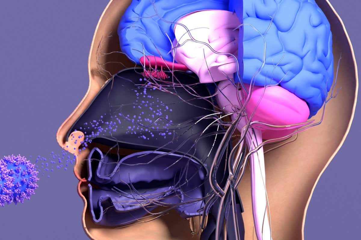 Image of a human head showing how covid-19 affects the senses
