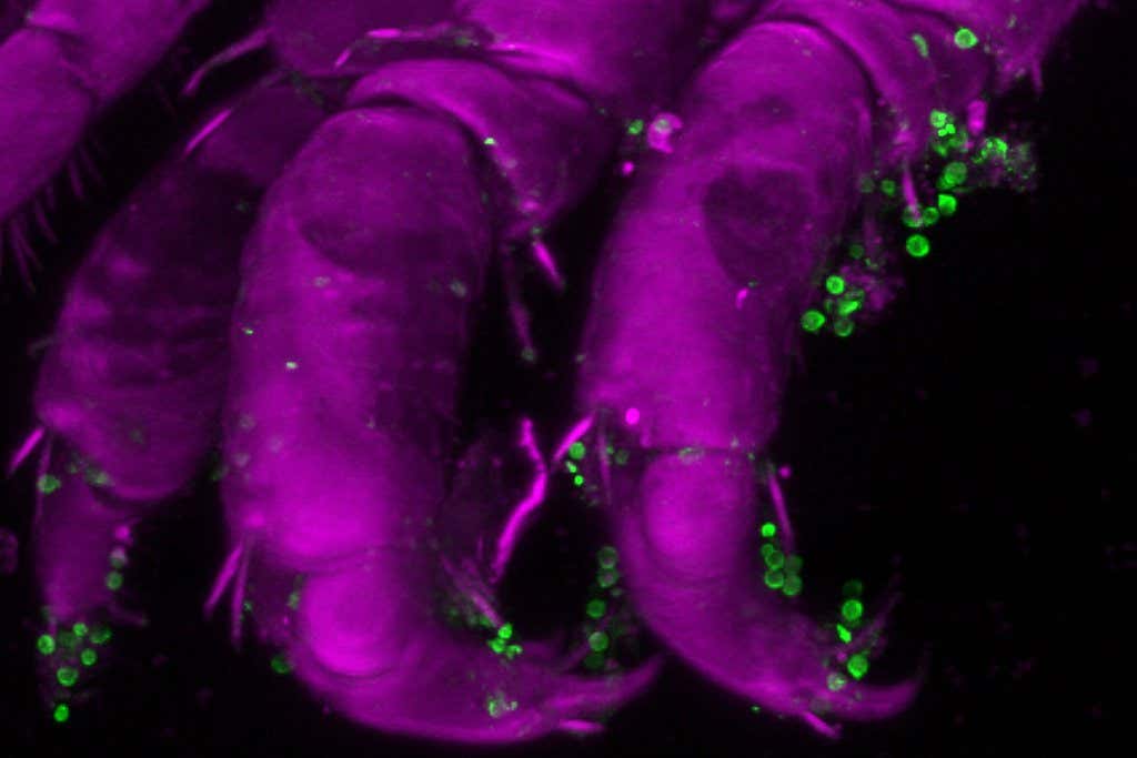 This image illustrates the presence of spermatia of Gracilaria gracilis onto the pereopod of a young specimen of Idotea balthica. CREDIT ? Sebastien Colin; Max Planck Institute for Biology, Tu?bingen, Germany; Station Biologique de Roscoff, CNRS, SU, Roscoff, France