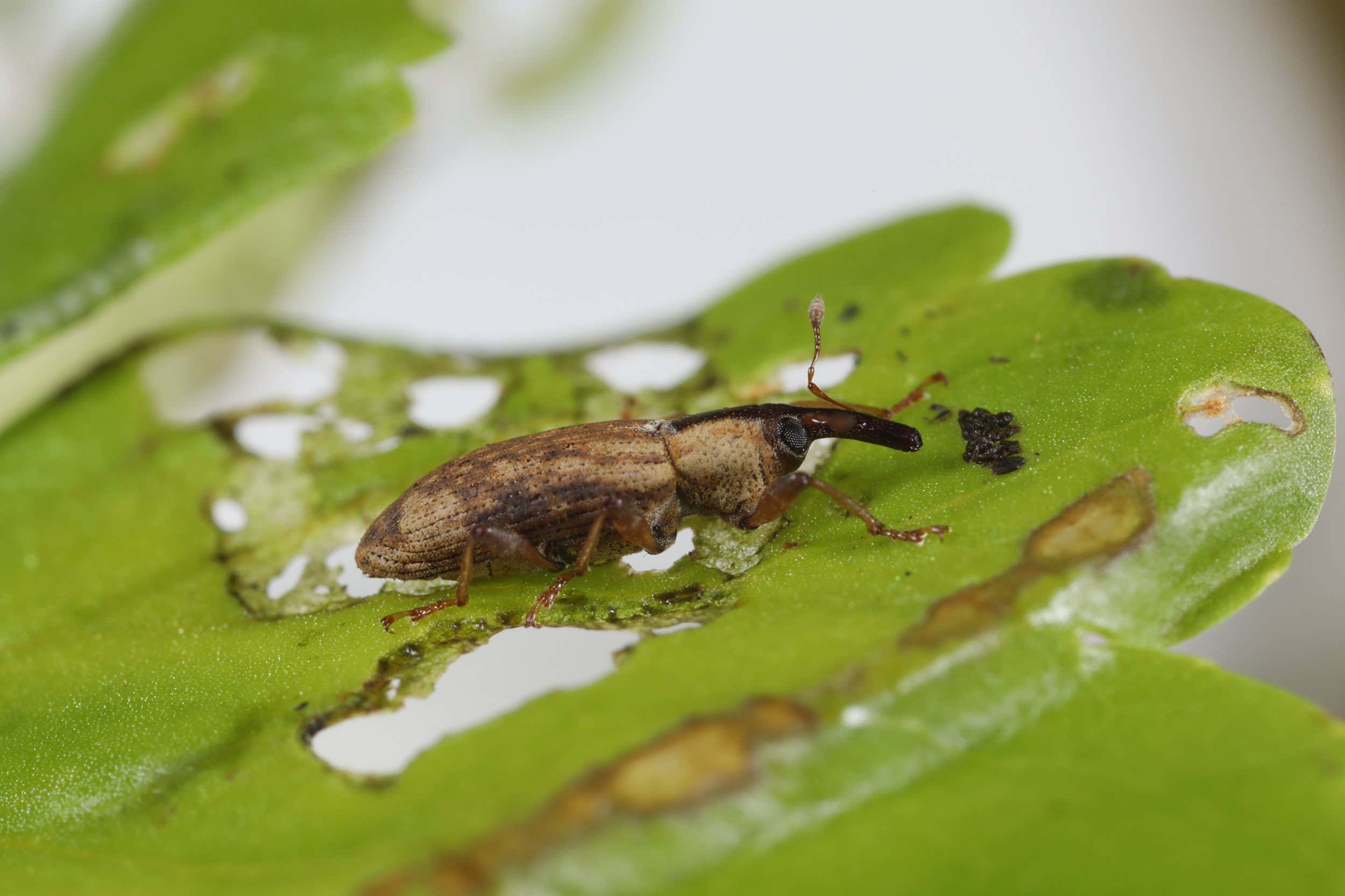 Listronotus elongatus,a South American weevil