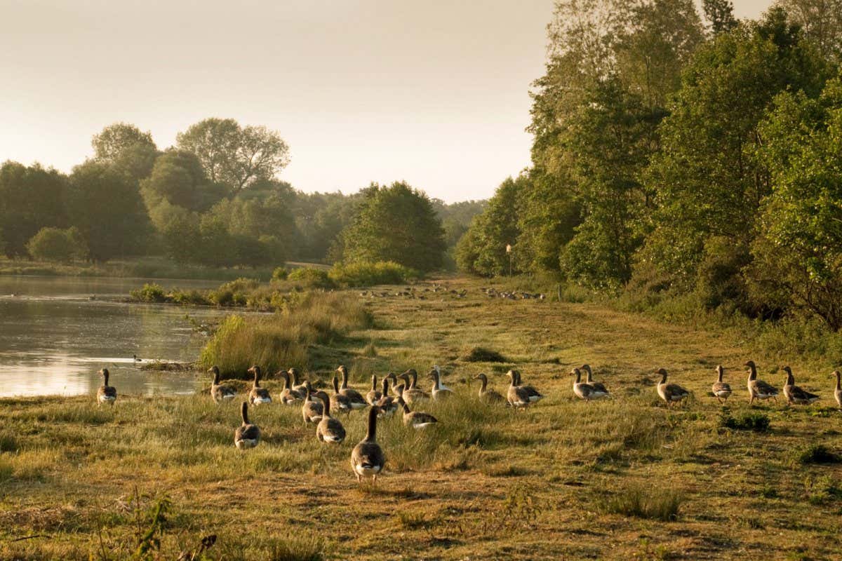 Flock of geese by a lake