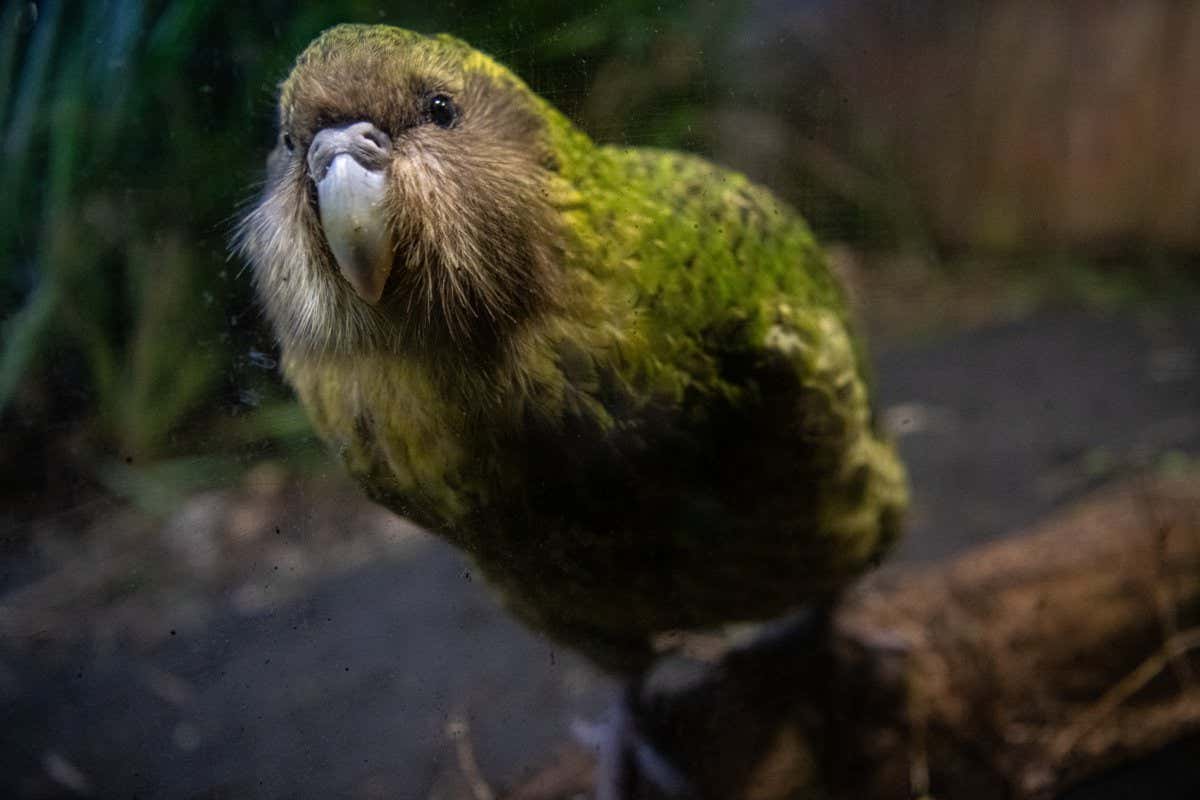 The k??k??p?? is a nocturnal, flightless parrot. And its strangeness doesn't end there. It's critically endangered and one of New Zealand???s unique treasures.Sirocco is a charismatic k??k??p??, national treasure and media superstar. He's also New Zealand's official Spokesbird for conservation.