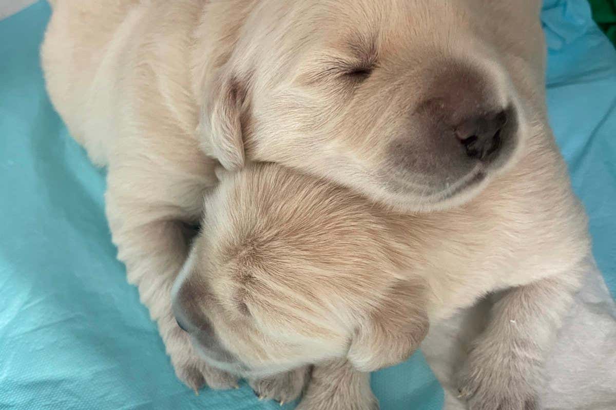 Two Labrador puppies