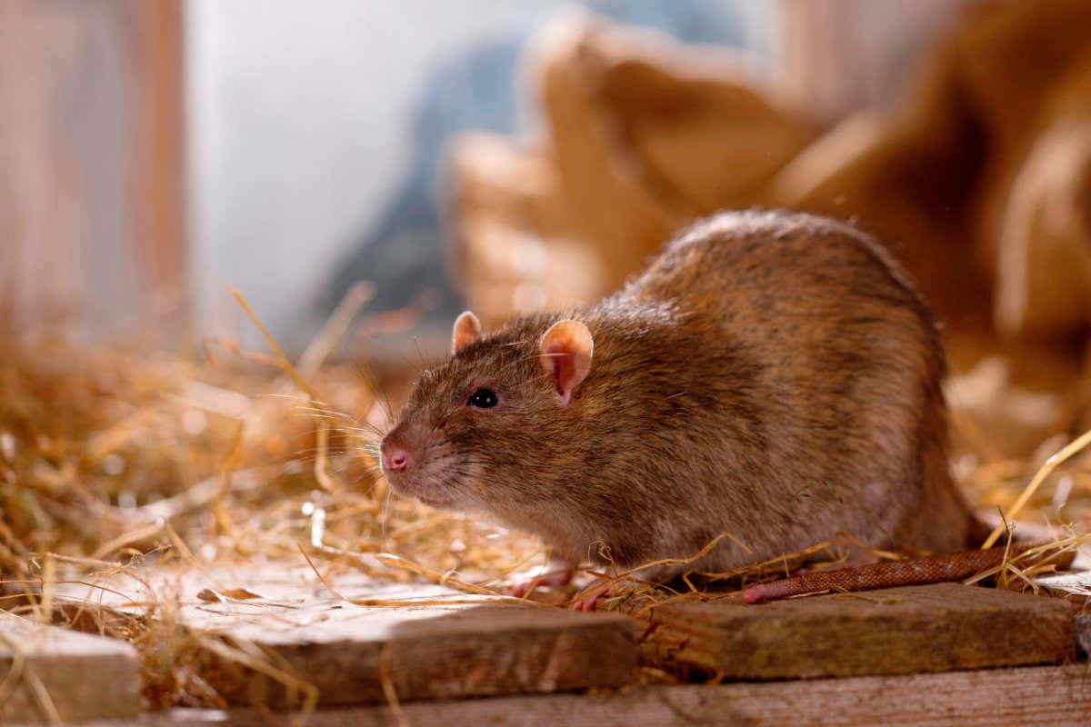 Picture of a brown rat