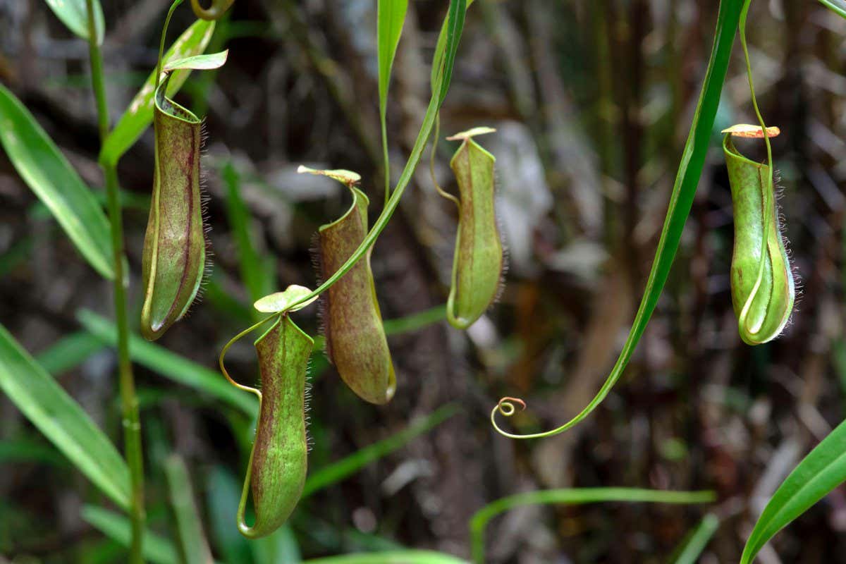 Five green slender pitcher plants are suspended on vines