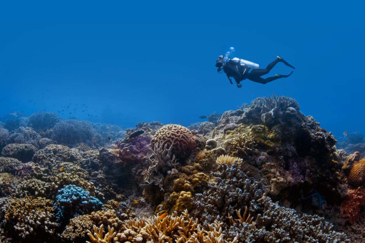 Scuba diver above a coral reef