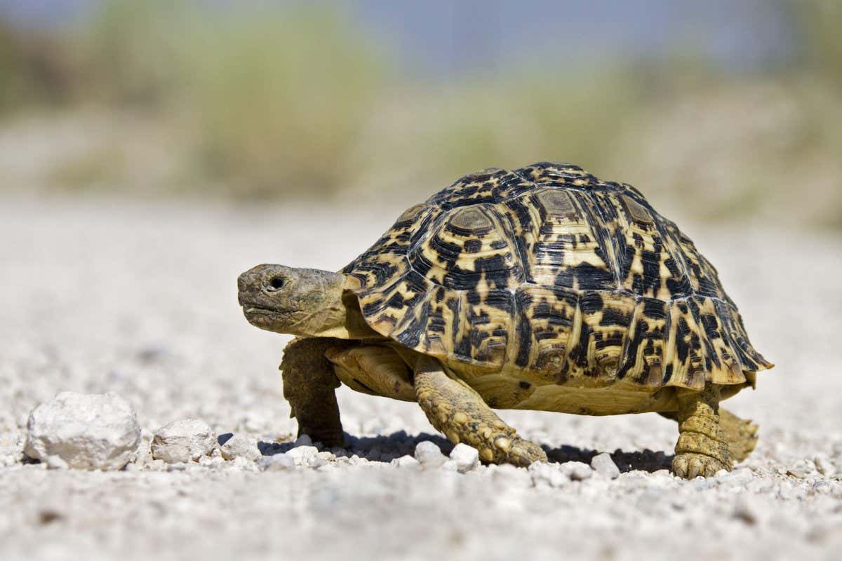 A tortoise walking