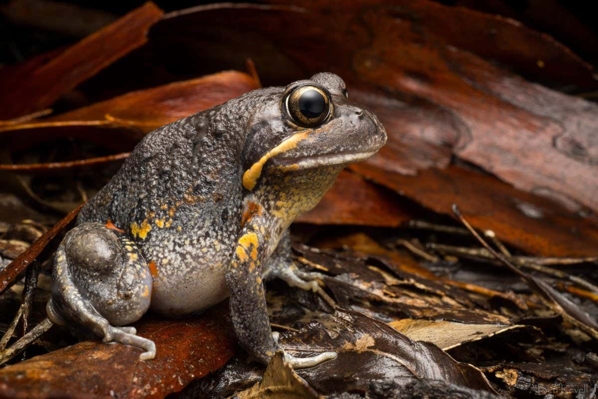 A pobblebonk frog (Limnodynastes terraereginae) in south-east Queensland, Australia