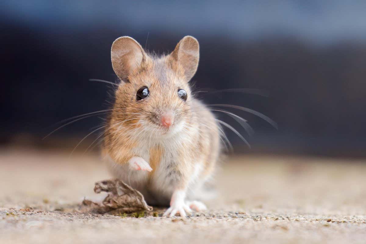 Transfusing the blood of an old mouse into a younger rodent could age the latter animal