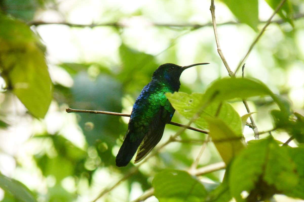 A male Santa Marta sabrewing. The species was rediscovered in Colombia's Sierra Nevada de Santa Marta in July 2022. The hummingbird had not had a documented sighting in 12 years. It was only the second time the hummingbird has been documented since it was first collected in 1946. (Photo by Yurgen Vega/SELVA/ProCAT)