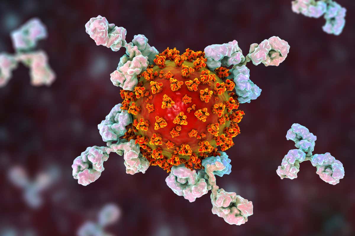 Antibodies attacking SARS-CoV-2, the coronavirus that can cause covid-19
