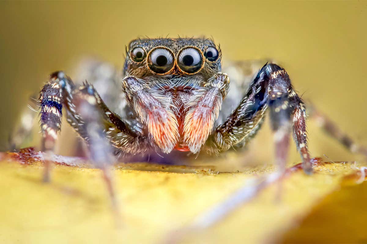 Jumping spider close up eyes