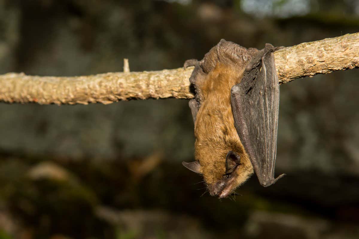 Big brown bats (Eptesicus fuscus) may age more slowly while hibernating
