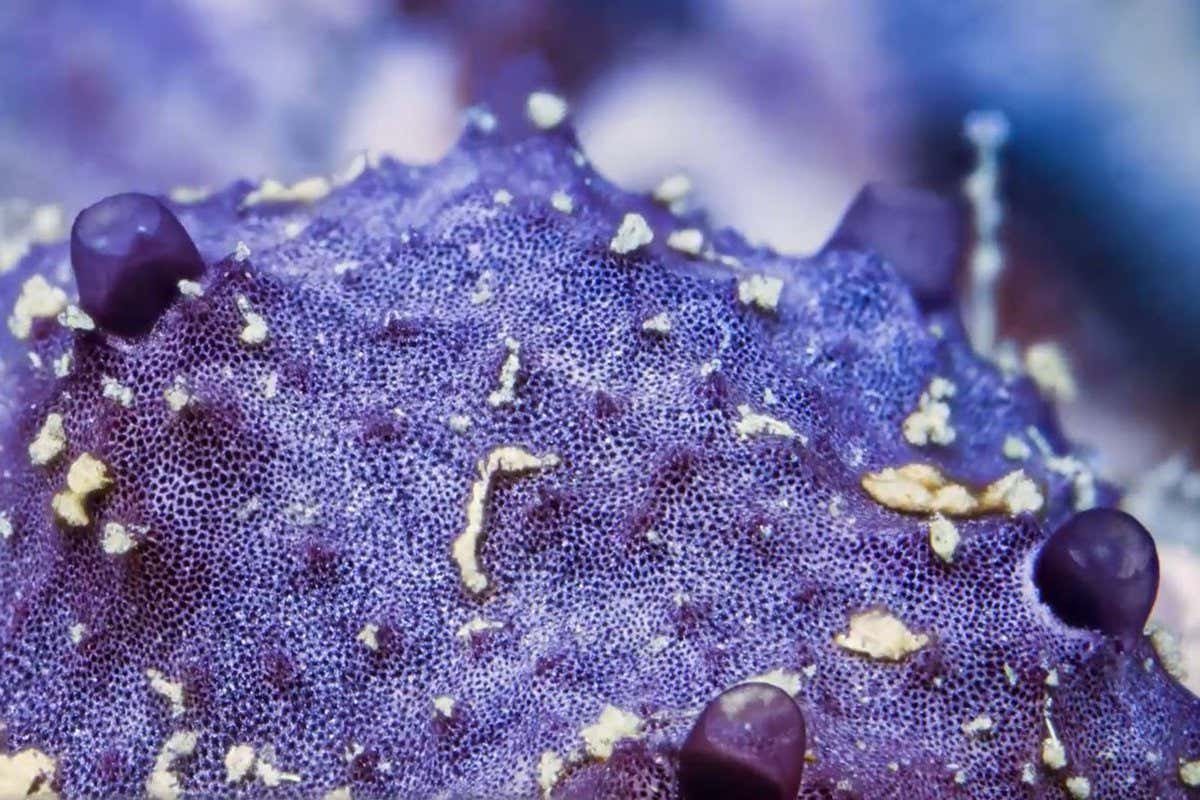Indo-Pacific sponge Chelonaplysilla sp.