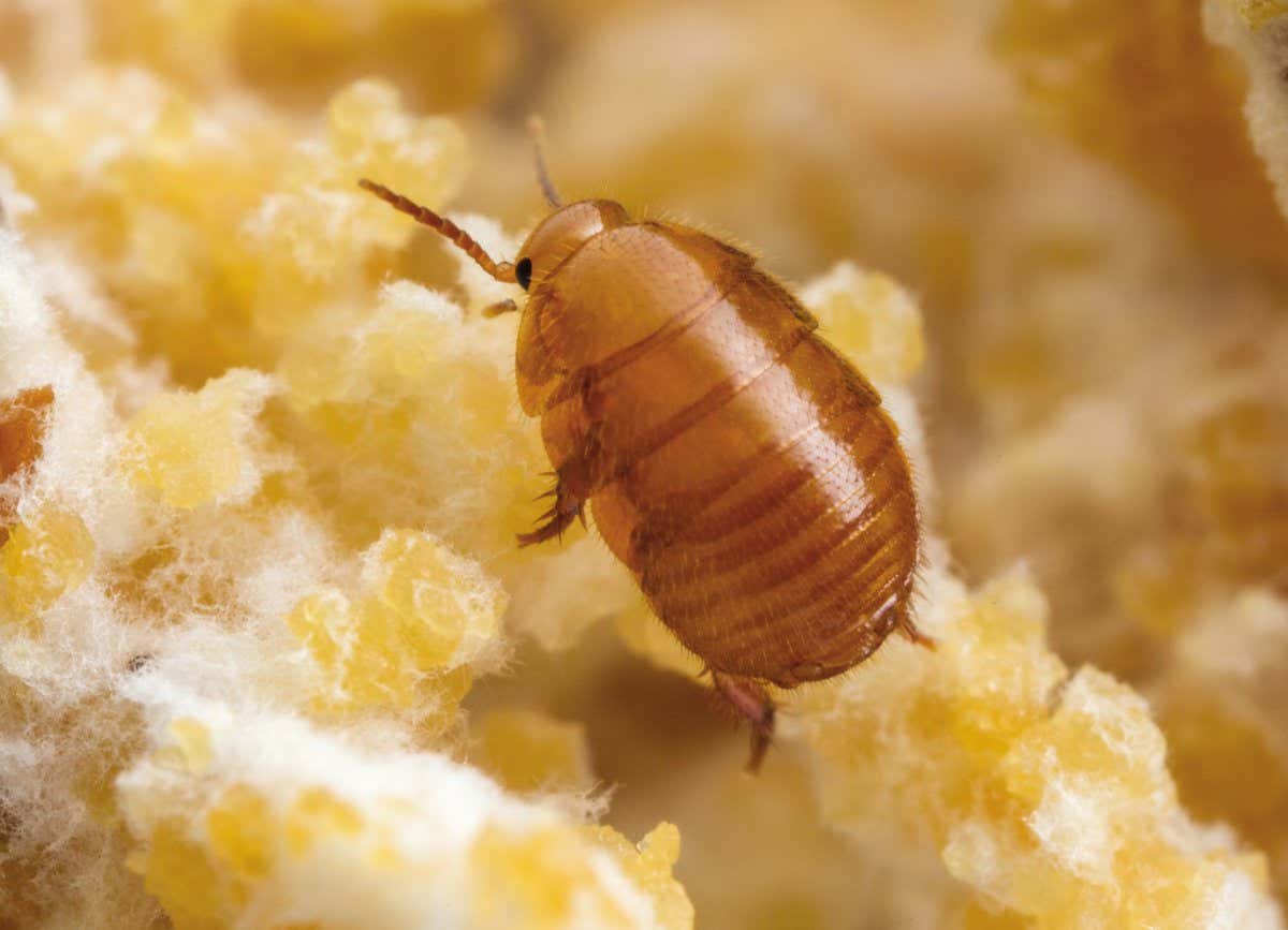An ant cockroach in the fungus garden of its leafcutter ant host. Laboratory animal at the University of Texas, Austin, Texas, USA. The myrmecophilous cockroach Attaphila fungicola in the fungus garden of Atta texana. Attaphila migrate to new colonies by mounting alate queens and taking a ride with them when the winged queens leave the next for mating flights.