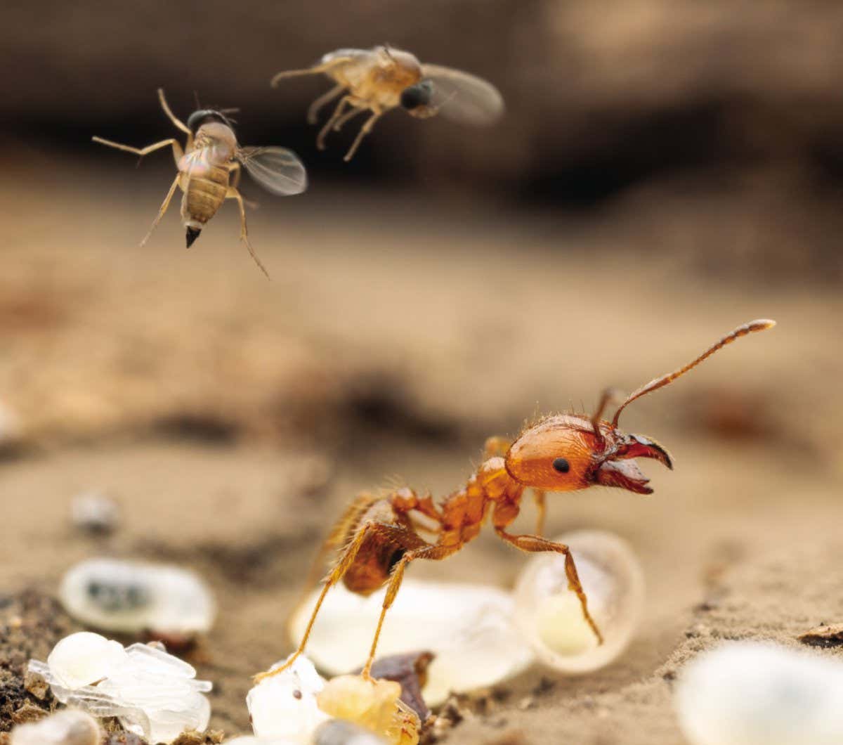 Within minutes of exposing a Pheidole dentata nest, the parasitic phorid flies are so thick they are essentially tripping over each other to attack the ants. Brackenrdige Field Lab, Austin, Texas, USA.