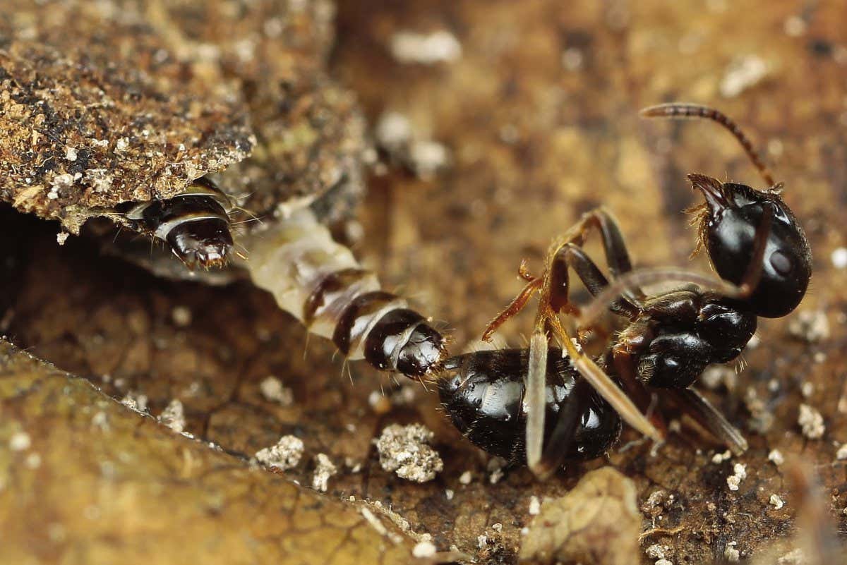 The larva of Ippa conspersa attacks a worker of the host ant, probably Lasius nipponensis