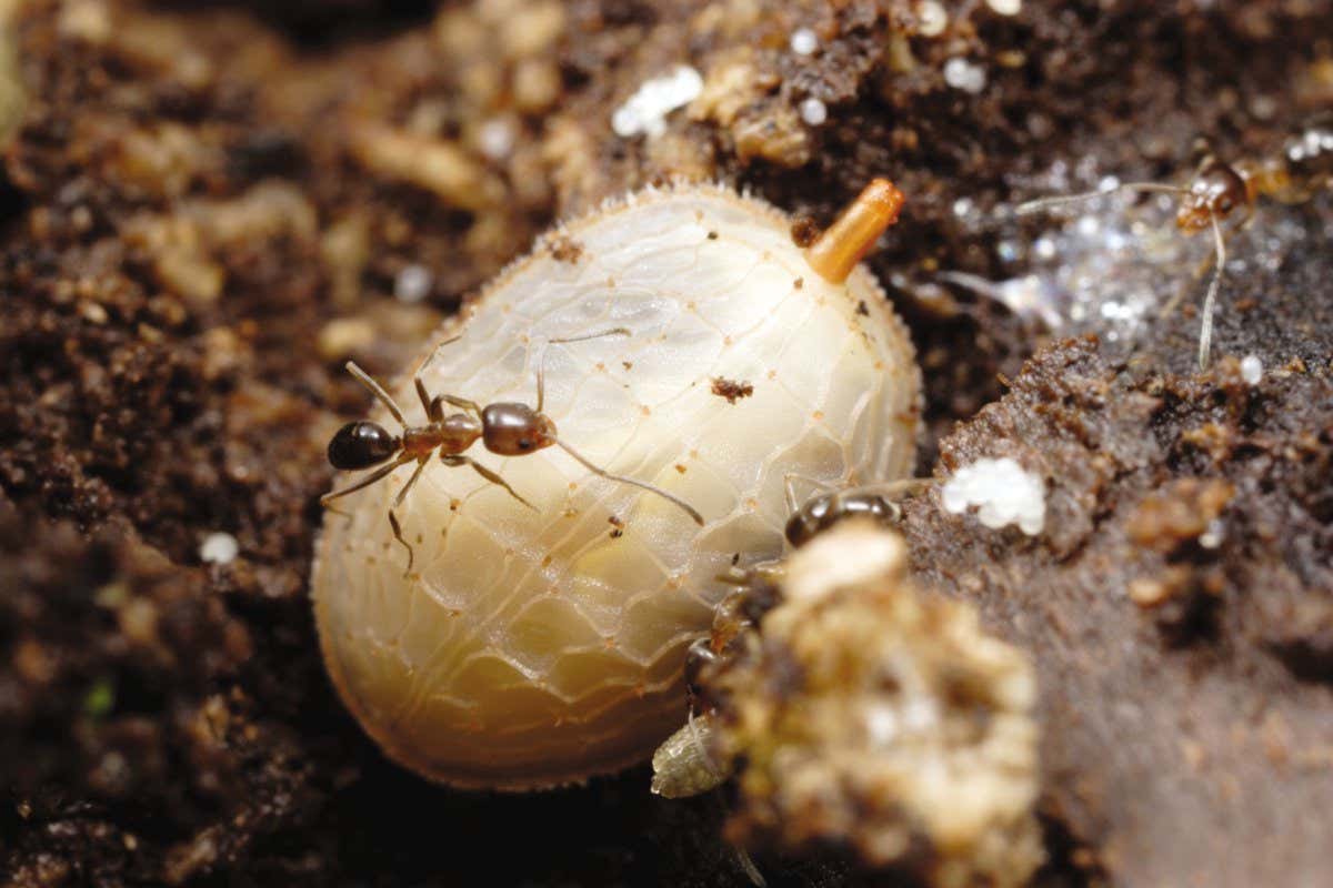 FEATURE - The larva of a syrphid Microdon species in the nest of the dolichoderine ant Linepithema oblongum.