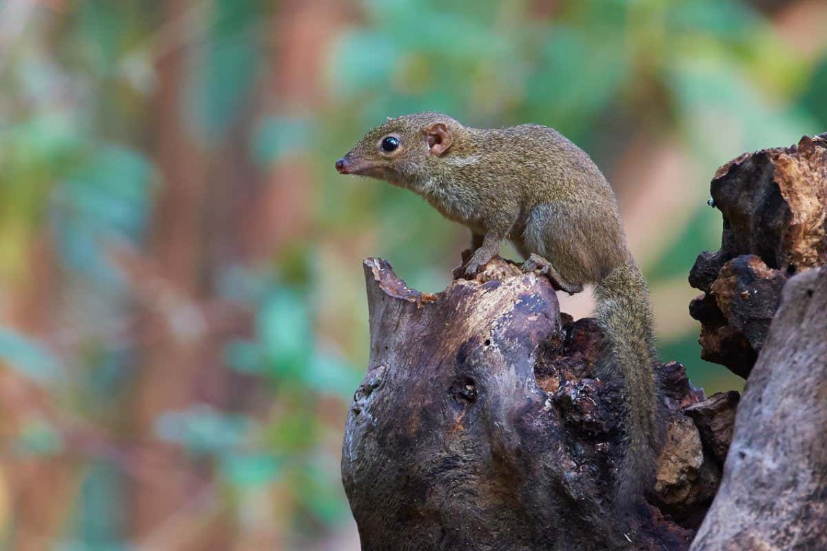 Shrews are thought to be the natural reservoir for a new pathogen called langya virus