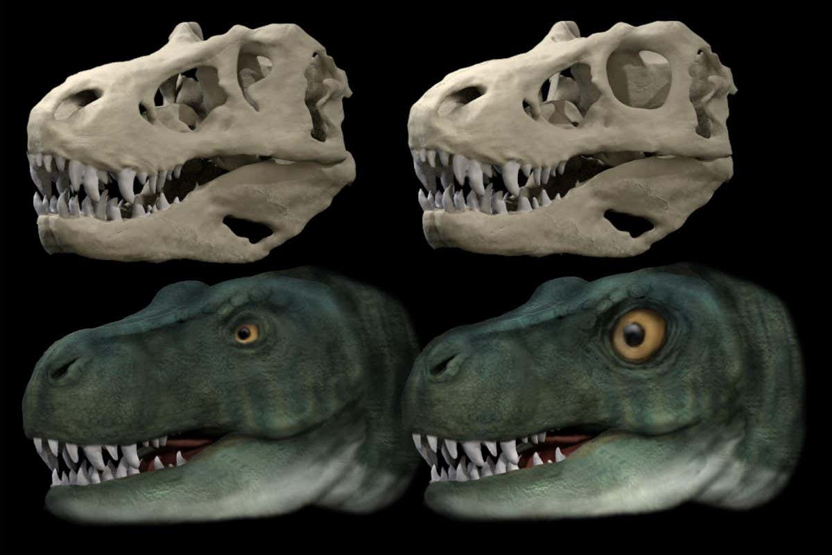 Skull and life reconstruction of Tyrannosaurus rex with original eye socket and eye (left) and hypothetical reconstruction with circular eye socket and enlarged eye (right).