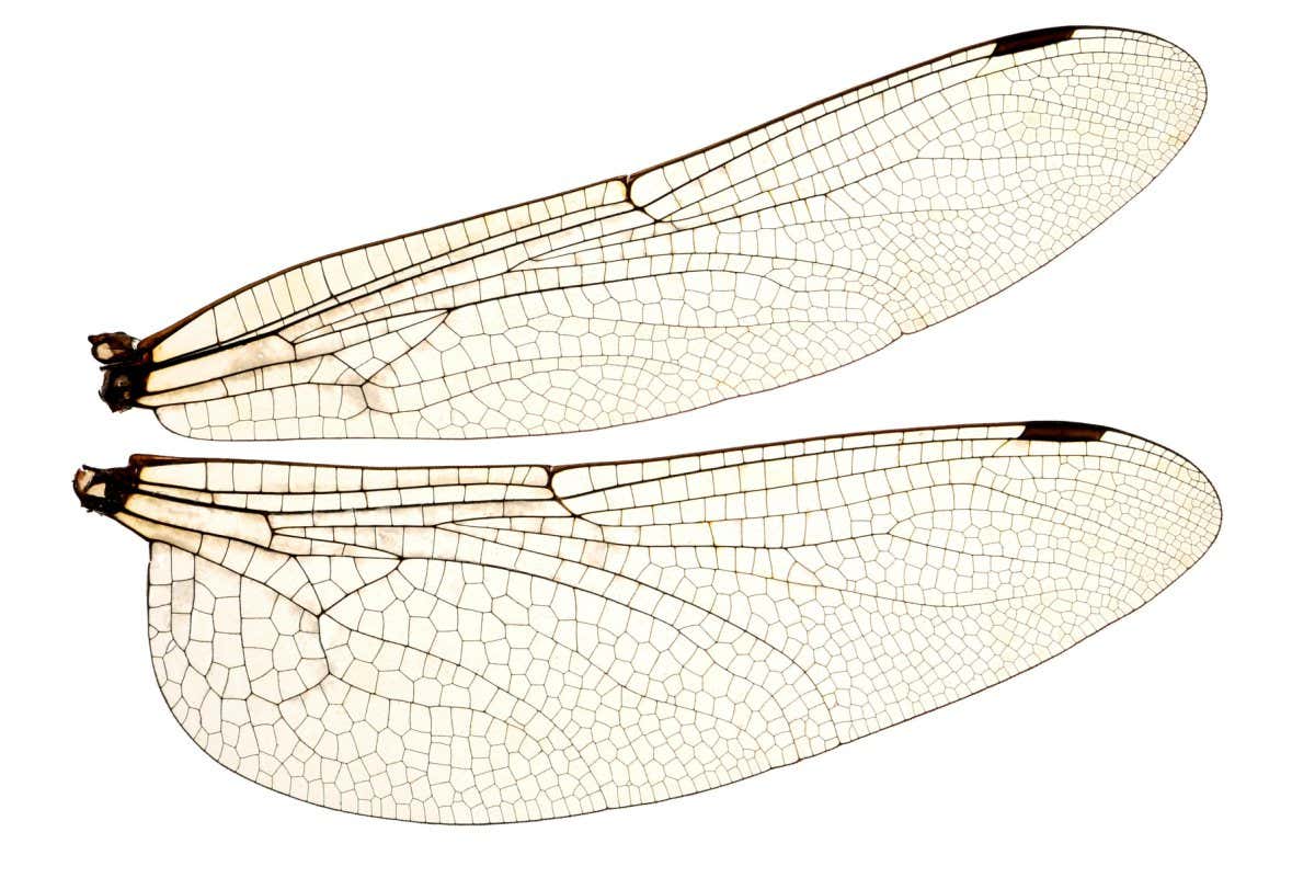 PMF97R Wings of the Common Darter Dragonfly (Sympetrum striolatum) from a dead specimen. Showing veins and transparent cells