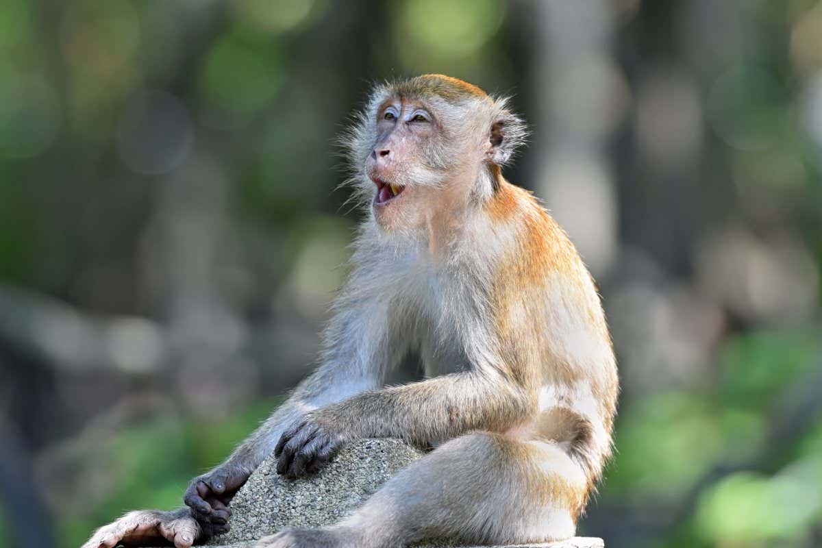 Long-tailed macaque