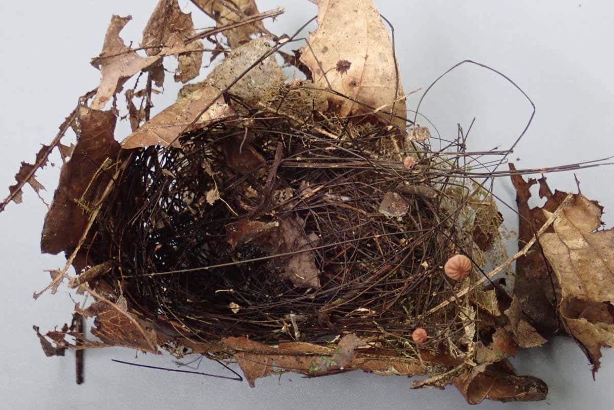 a nest largely made of fungal rhizophores (one actually has a couple of fruiting bodies, that is mushrooms, coming out of it)