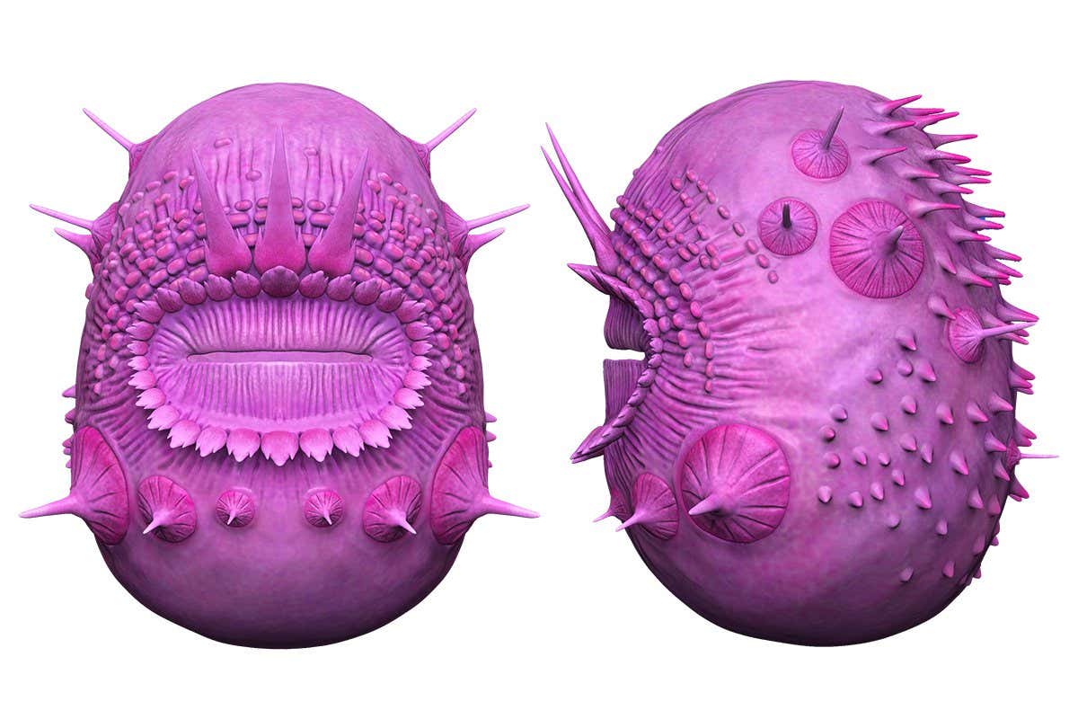 Saccorhytus coronarius