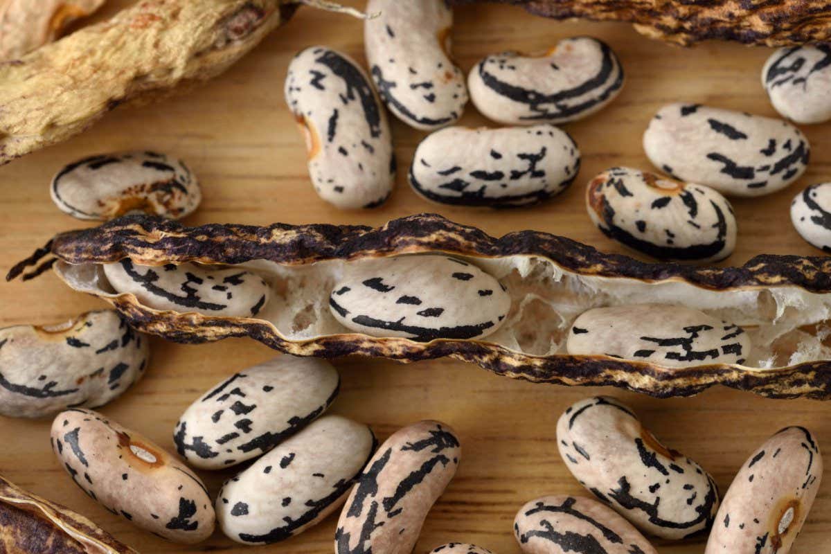 Phaseolus vulgaris 'Selma Zebra' - Climbing French bean - Dried beans saved for seed