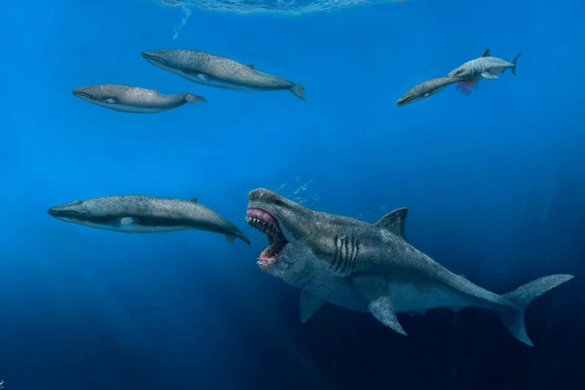 Megalodon