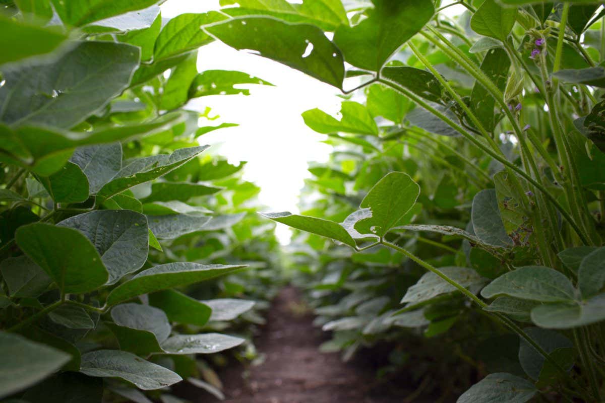 Rows of soybean plants