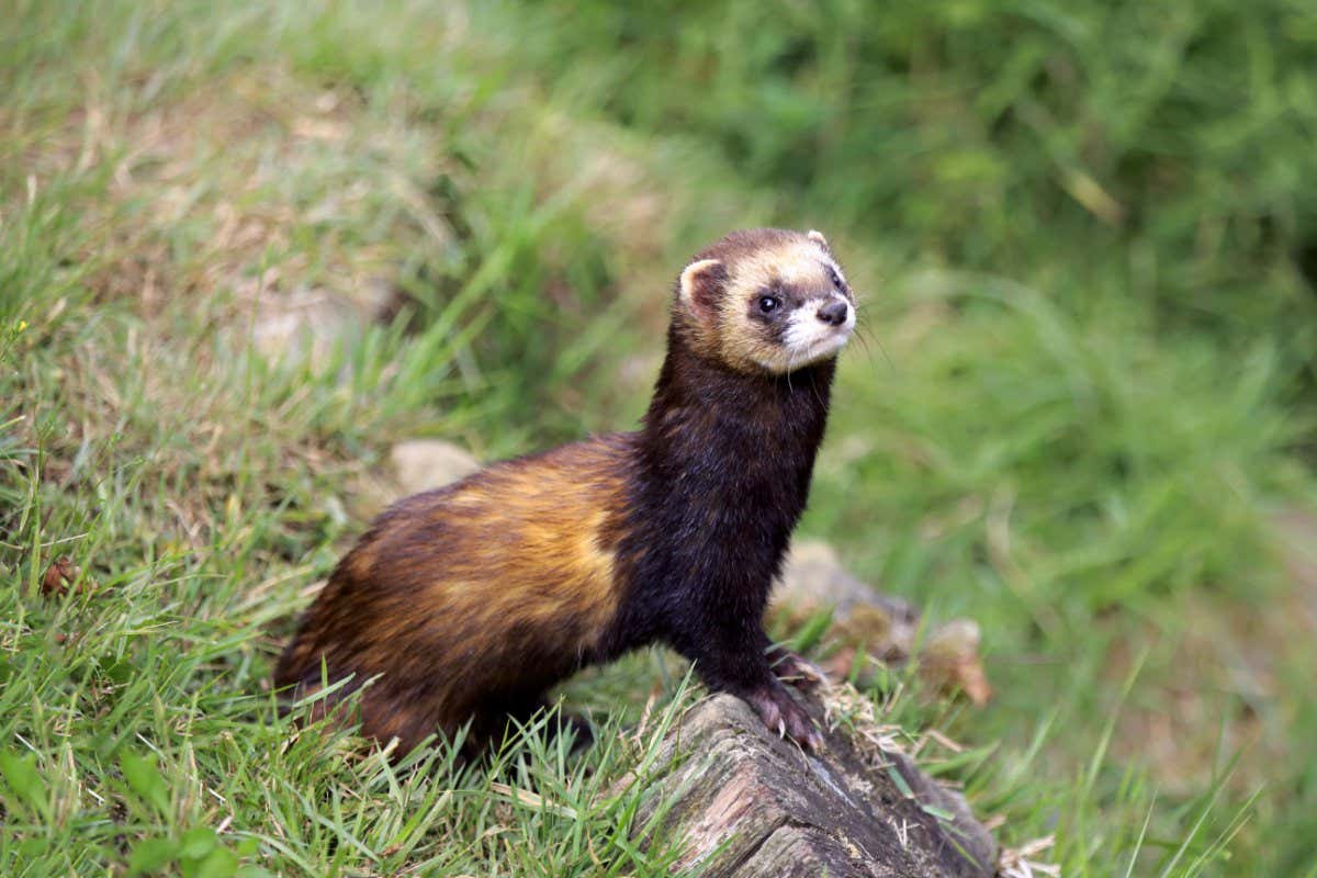 Mandatory Credit: Photo by Jurgen Christine Sohns/Imagebroker/Shutterstock (4401886a) European Polecat (Mustela putorius), adult, alert, Surrey, England, United Kingdom VARIOUS