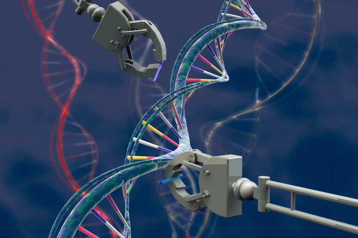 Genetic engineering, conceptual illustration. Robot hand editing a DNA (deoxyribonucleic acid) molecule to alter and rearrange an organism's genetic material. DNA is composed of two strands twisted into a double helix. Each strand consists of an outer sugar-phosphate backbone with nucleotide bases attached. The sequence of these bases forms the genetic code, determining each cell's structure, function and behaviour. Inserting new DNA into a section of original DNA will alter the instructions from this region.