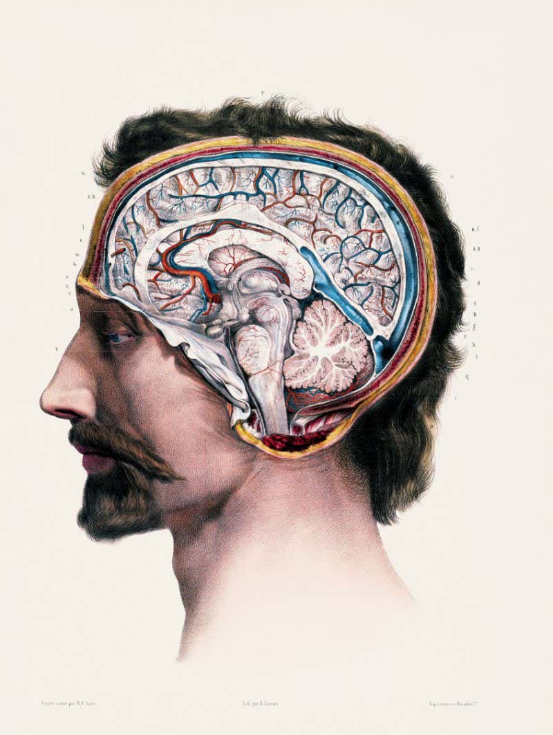 Atlas of human anatomy and surgery. Jean Baptiste Marc Bourgery. Illustration by Nicola Henri Jacob. The most comprehensive atlas of human anatomy every produced.