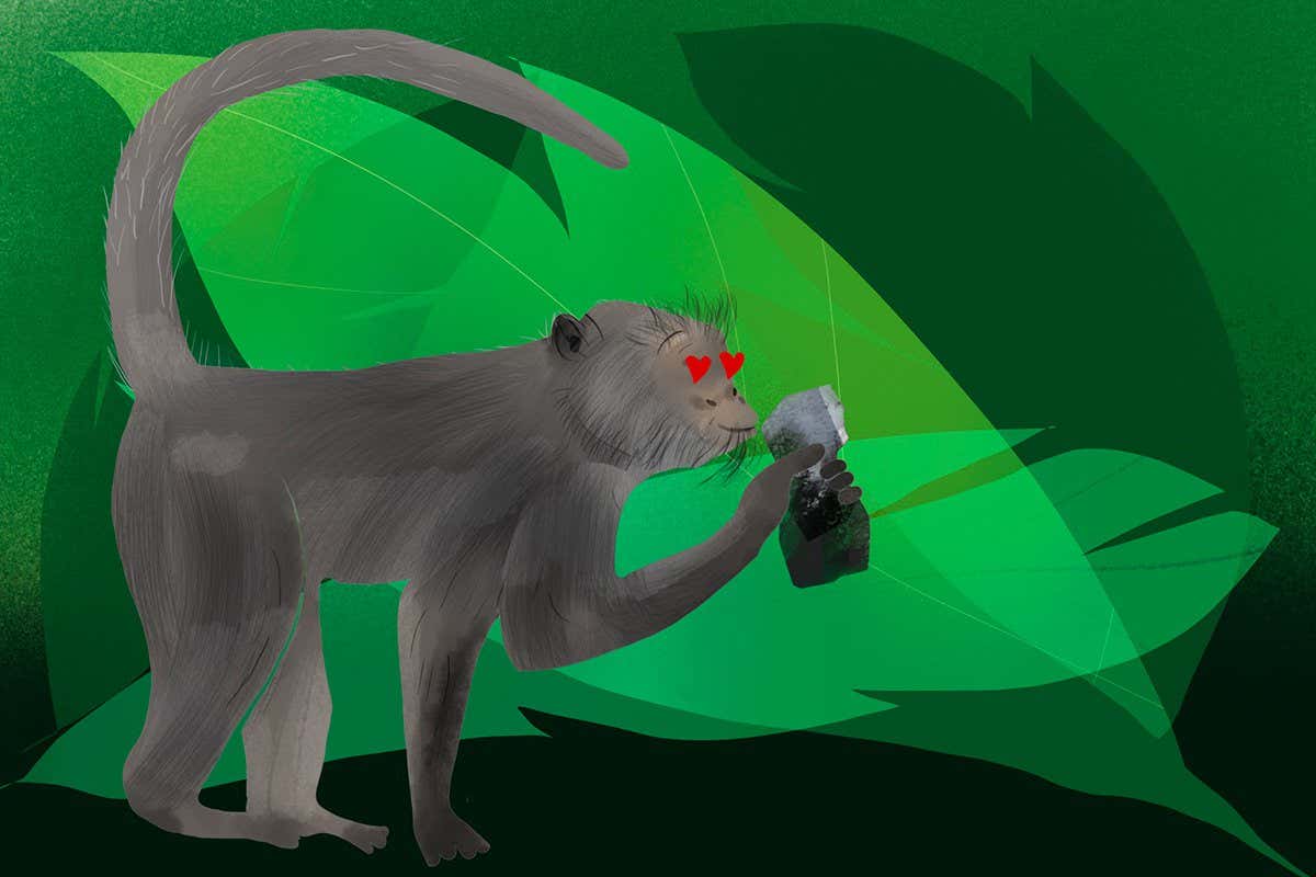 Intimate insight into how long-tailed macaques use stone tools