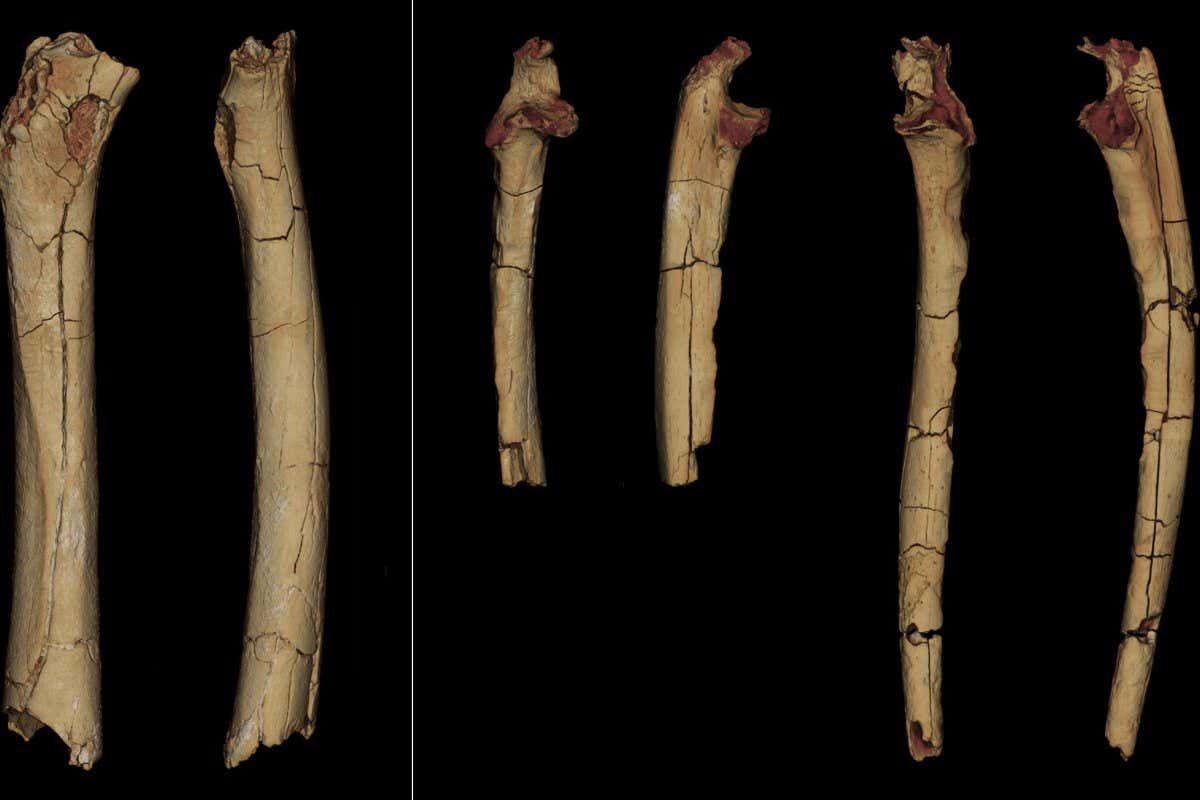 3D models of the femur and ulnae of Sahelanthropus tchadensis