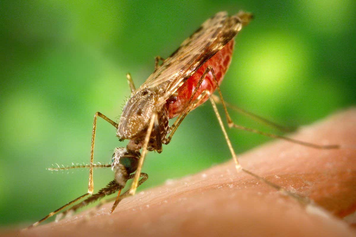 Female Anopheles albimanus mosquito on human skin