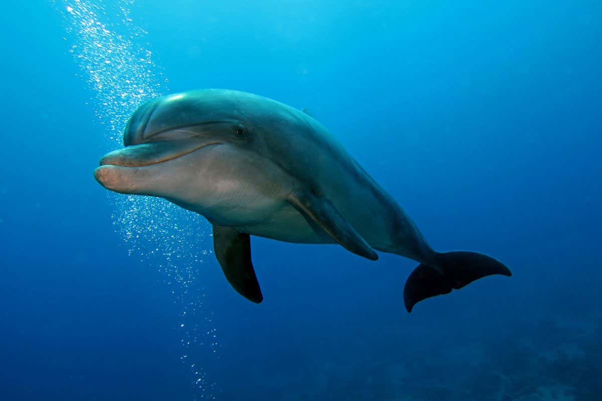 Bottlenose dolphin; Shutterstock ID 432248797; purchase_order: -; job: -; client: -; other: -