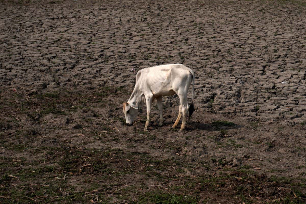 Mandatory Credit: Photo by Mayank Makhija/NurPhoto/Shutterstock (13007378a) A cow grazes on the dried-up bed of a natural pond on a hot summer day, amid the ongoing heatwave in New Delhi, India on June 27, 2022. The intense and prolonged heatwave has damaged the wheat crop, and made conditions for people who work outside very difficult. Climate scientists say the prolonged heatwave is undoubtedly the result of global heating. INDIA-WEATHER-HEAT, New Delhi - 27 Jun 2022