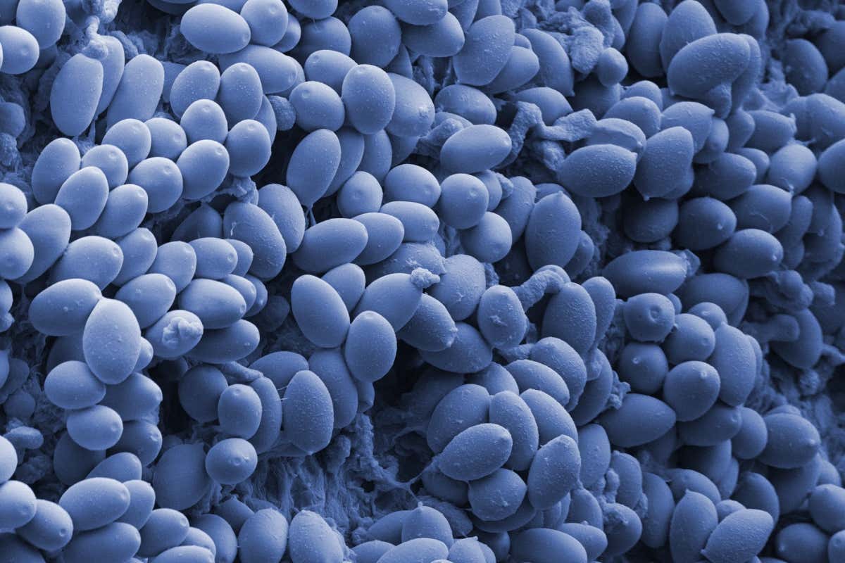 Magic Mushroom Spores