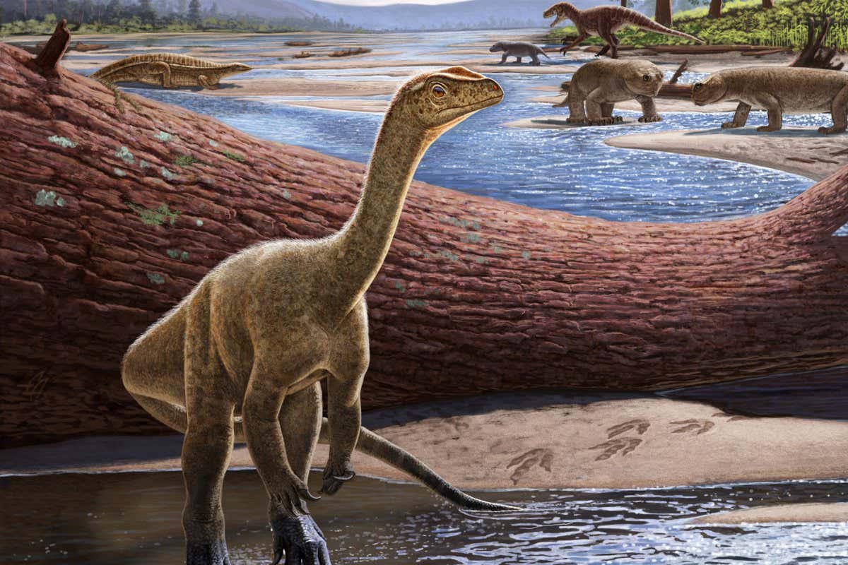 Artistic reconstruction of Mbiresaurus raathi (foreground) with the rest of the Zimbabwean animal assemblage in the background. Includes two rhynchosaurs (front right), an aetosaur (left), and a herrerasaurid dinosaur chasing a cynodont (back right).